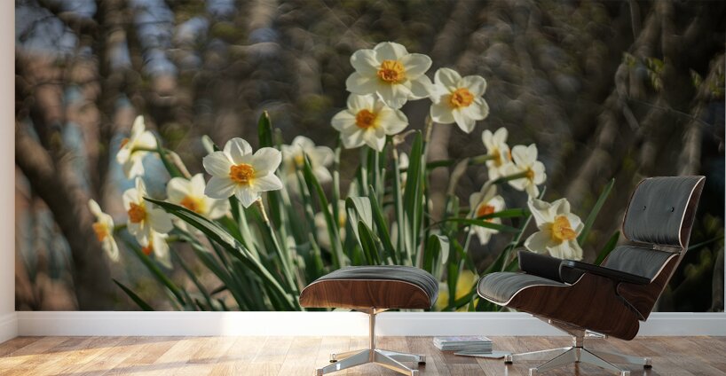 Daffodil Dreams Wall Murals