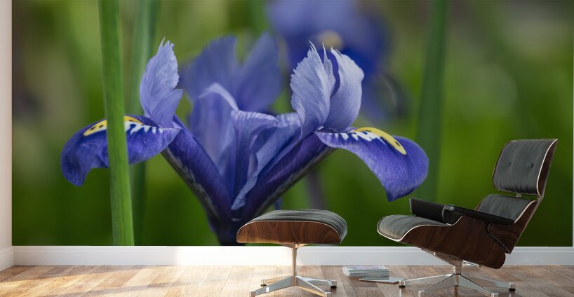 Velvet Blue Wall Murals