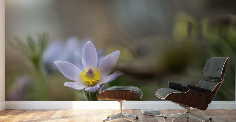 Purple Haze Wall Murals