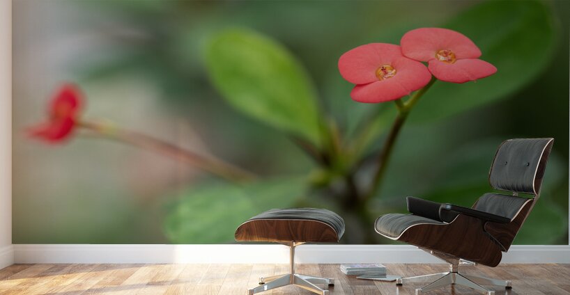 Rosy Red Twilight Wall Murals