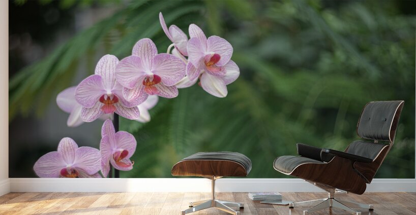 Orchid Reverie Wall Murals