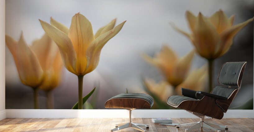 Amber Aurora Wall Murals