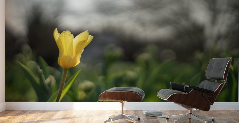 Twilight Tulip Wall Murals