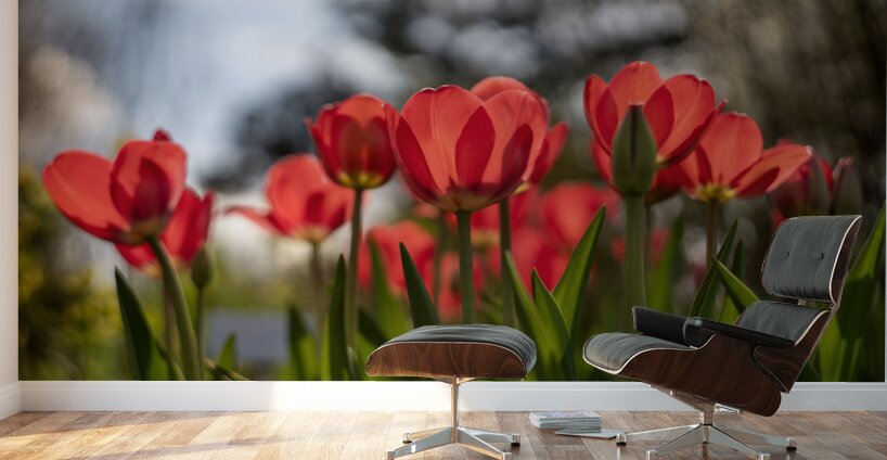 Crimson Blooms Wall Murals