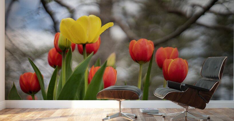 Sunlit Symphony Wall Murals