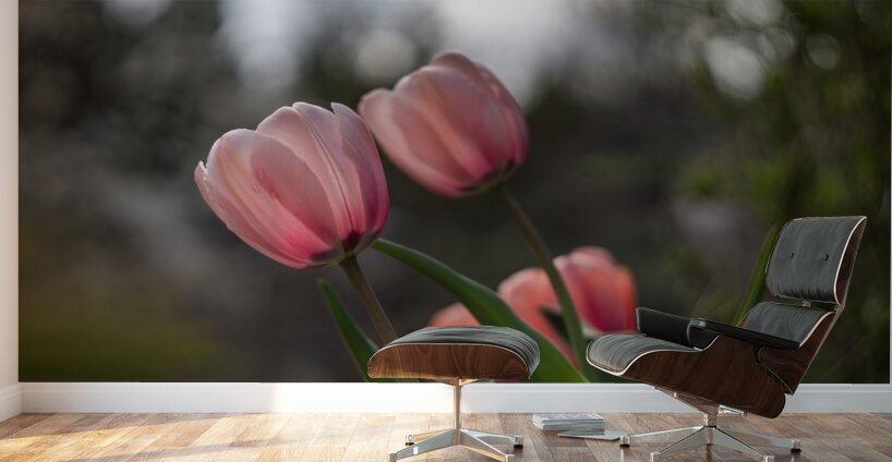 Pink Harmony Wall Murals