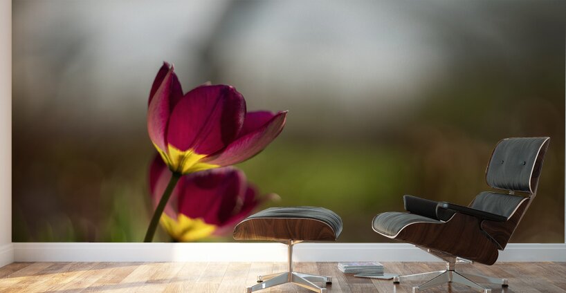 Wine Stained Whispers Wall Murals