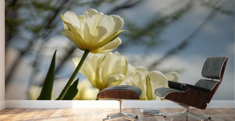 Enchanted Tulips Wall Murals