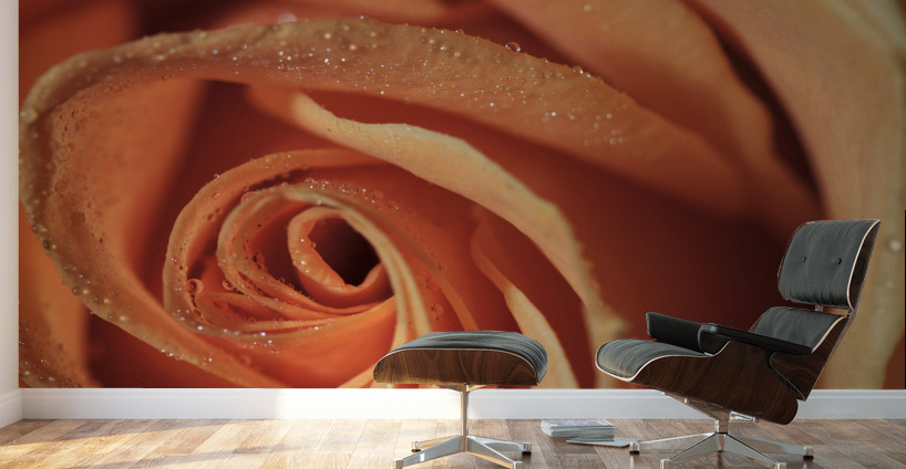 Peach Rose Wall Murals