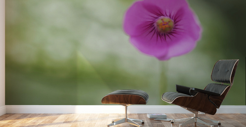 Tiny Beauty Wall Murals