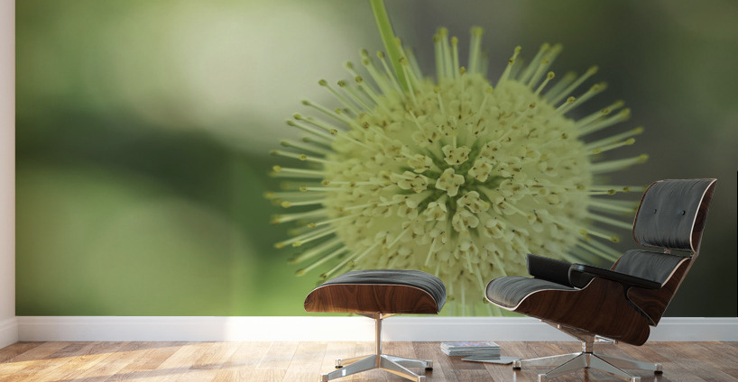 Cephalanthus Occidentalis Wall Murals