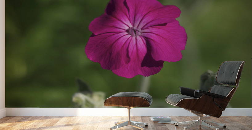 Velvety Beauty Wall Murals