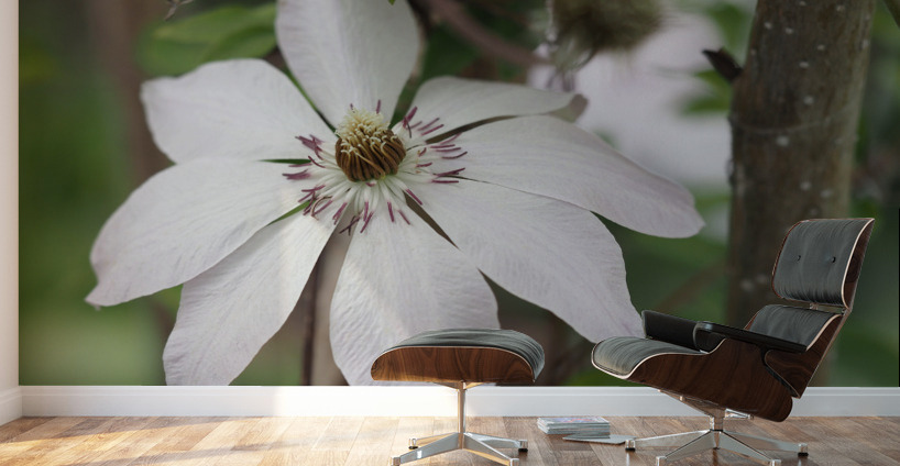 Hidden Beauty Wall Murals