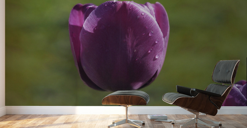 Early Morning Wall Murals