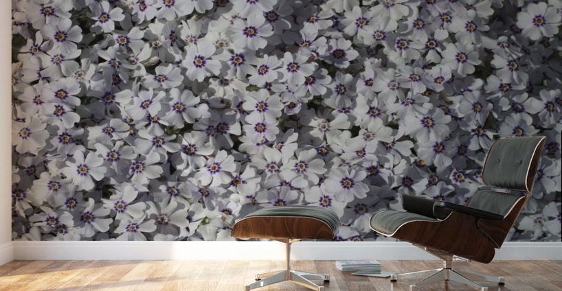 Moss Phlox Wall Murals