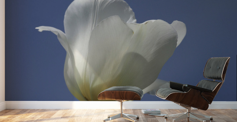 White Tulip Blue Sky Wall Murals