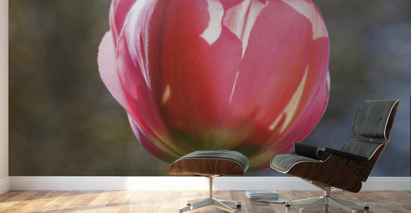 Showy Tulip Wall Murals