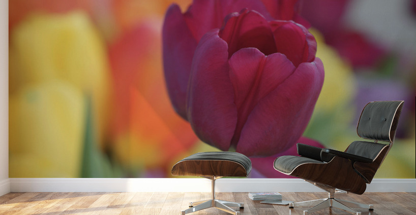 Colorful Wall Murals