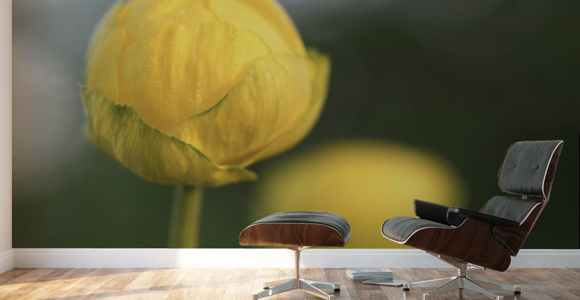 Lollipop Wall Murals