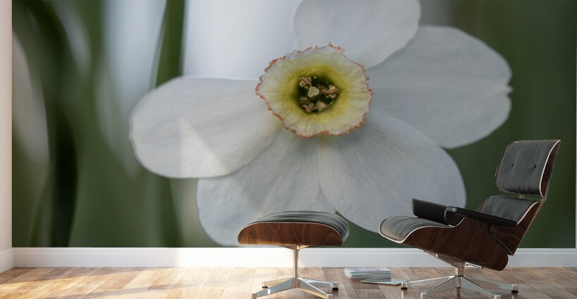 New Beginnings Wall Murals