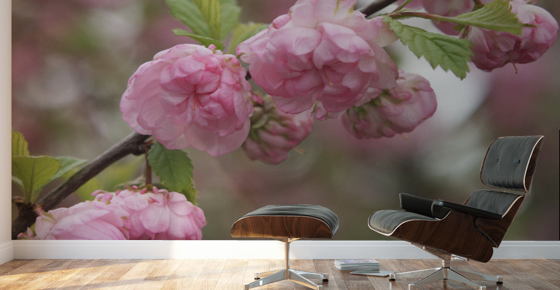 Pink Beauties Wall Murals