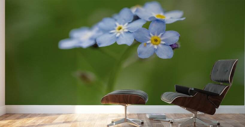 Small World Wall Murals