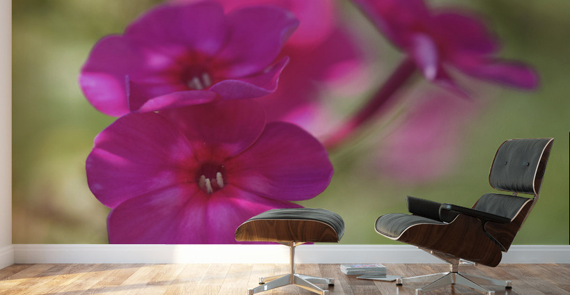 Summertime Wall Murals