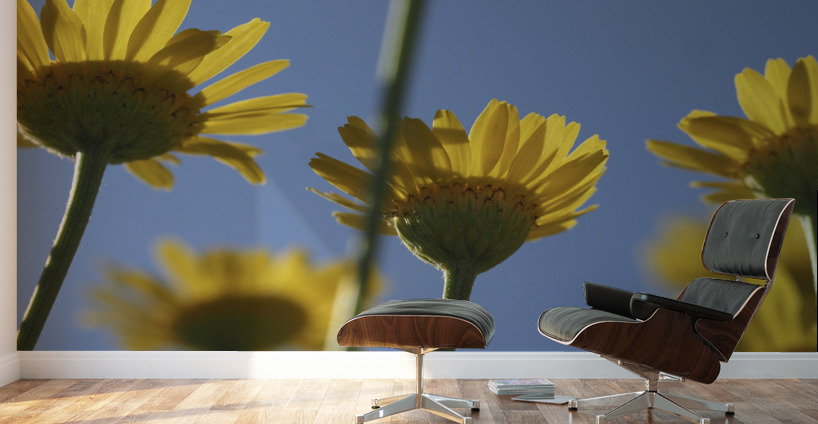 From Below Wall Murals