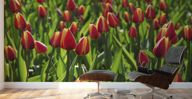 Tulip Background Wall Murals