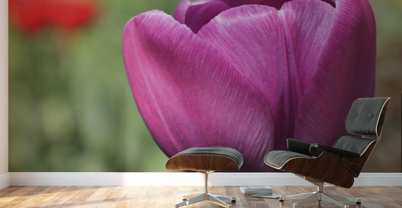 Big Purple Tulip Wall Murals