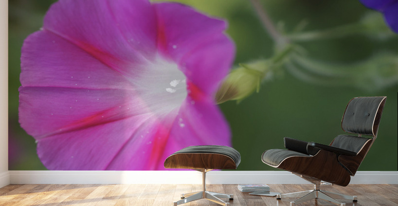 Pink Morning Glory Wall Murals