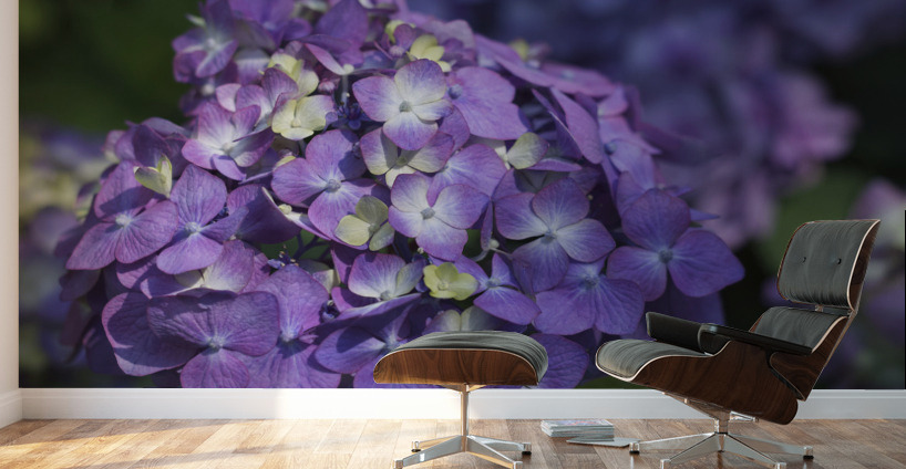 French Hydrangea Wall Murals