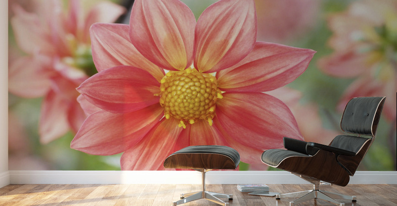 Dahlia Pinnata Wall Murals