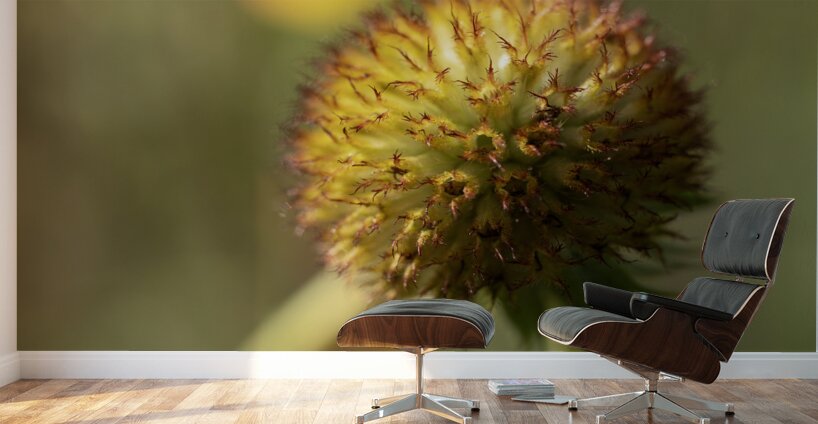 Sundance Seedhead Wall Murals