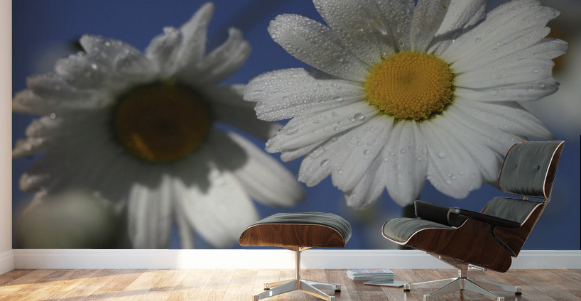 Early Morning Daisies Wall Murals