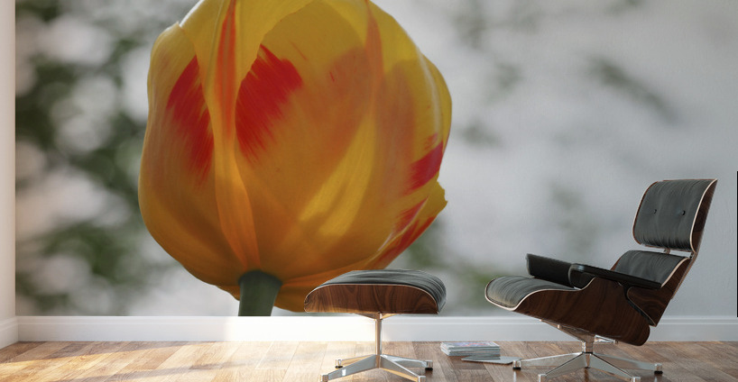 Red and Yellow Tulip Wall Murals