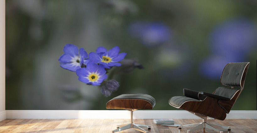 Myosotis Sylvatica Wall Murals