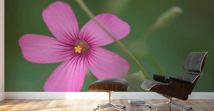 Pink Splash Wall Murals