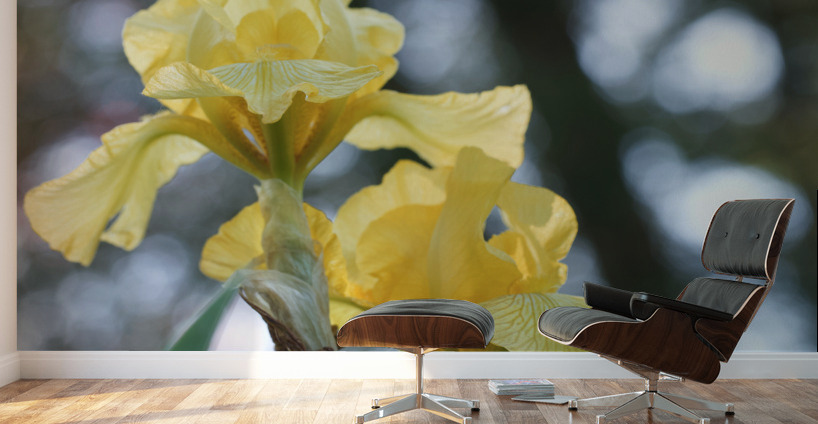 Water Flag Wall Murals