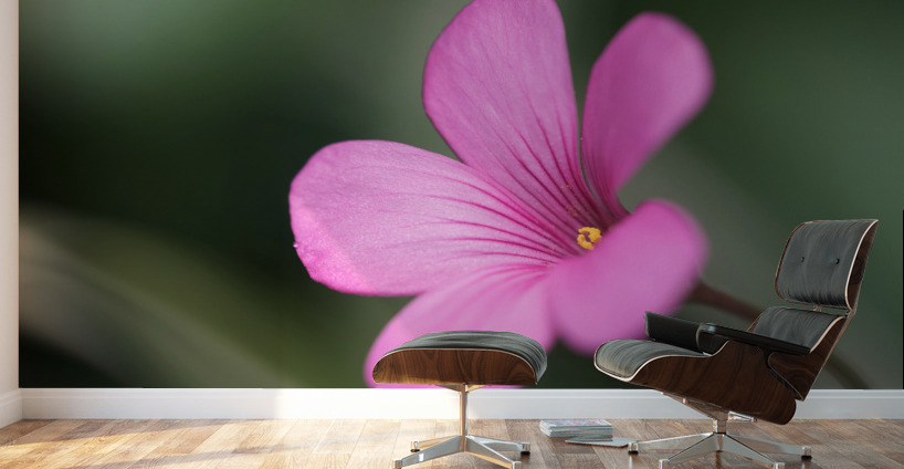 Splash Of Color Wall Murals