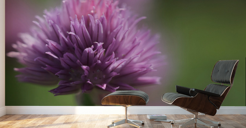 Chive Blossom Wall Murals