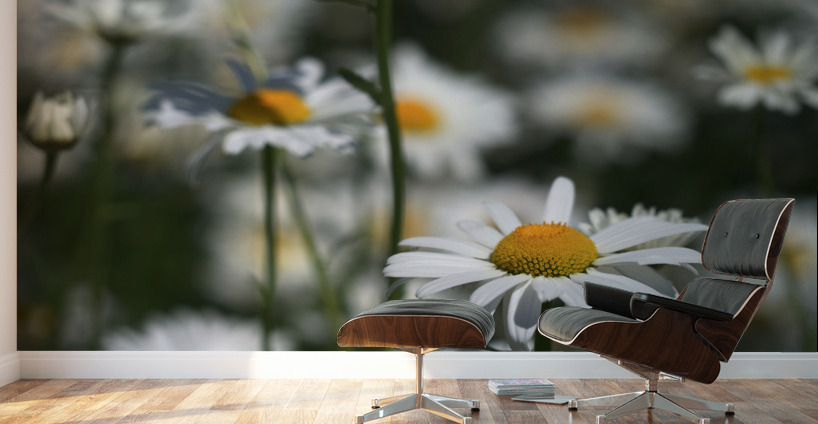 White Daisies Wall Murals