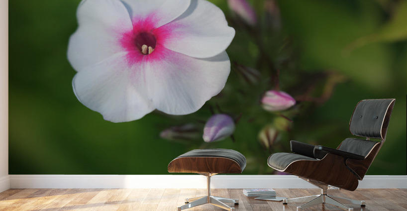 Bright Eyes Wall Murals