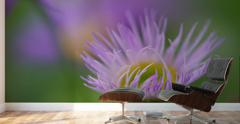 Day Dream Wall Murals