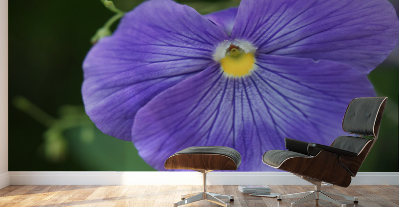 Blue Velvet Wall Murals