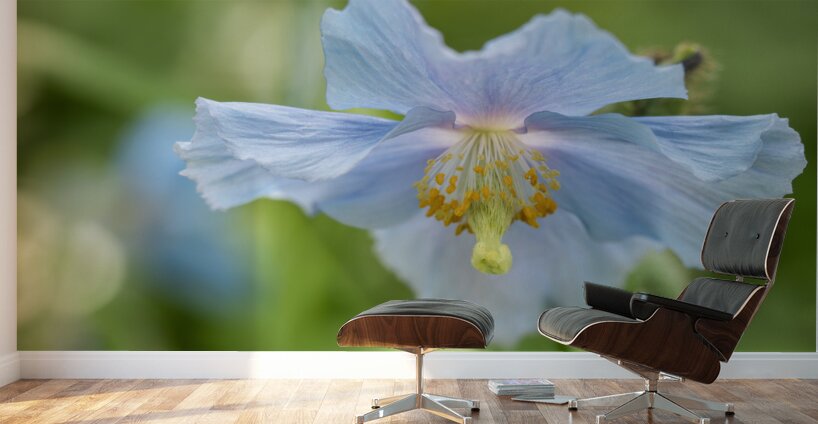 Himalayan Blue Poppy Wall Murals