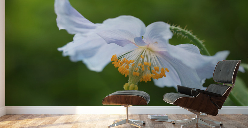 Himalayan Poppy Wall Murals