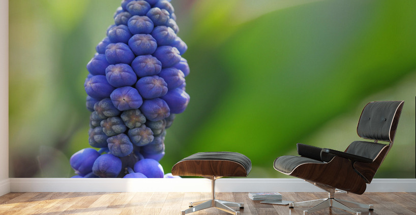 Muscari Wall Murals