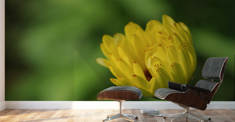 Yellow Bud Wall Murals