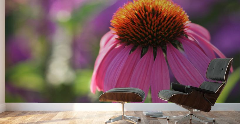 Purple Coneflower Wall Murals